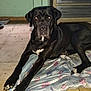 dog, black_dog, large_dog, pet, animal, indoor, kitchen, blanket, floor, tile_floor, white_markings, lying_down, looking_at_camera, domestic_animal, companion, canine, resting, home, furniture, cabinet