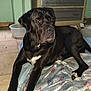 dog, black_dog, large_dog, pet, indoor, blanket, floor, tile_floor, cabinet, furniture, resting, animal, canine, mammal, domestic_animal, paw, white_marking, quiet, calm, room