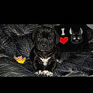 Princesse a rejoint le concours — aidez-le/la à gagner de superbes lots ! animal, black_dog, closeup, comfort, couch, cute, dog, face, fur, home, indoor, patterned_fabric, pet, pillow, puppy, resting, sitting, toy, white_patch, young_dog