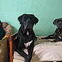 animal, bed, black_dog, canine, companion, couch, crossed_legs, dog, domestic_animal, floor, furniture, gray_dog, household, indoor, light_fixture, pet, relaxed, resting, room, wall