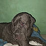 animal, bed, blanket, canine, comfort, dog, ear, fur, gray, indoor, large_dog, mammal, nose, paw, pet, relaxing, resting, sleepy, wall