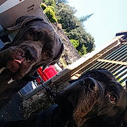 Bella participe au concours pour gagner de l'argent avec cette photo : dog, outdoor, pets, canine, black_dog, brown_dog, gate, building, vehicle, red_car, fence, collar, tongue_out, sunlight, shadows, trees, leash, closeup, portrait, nature