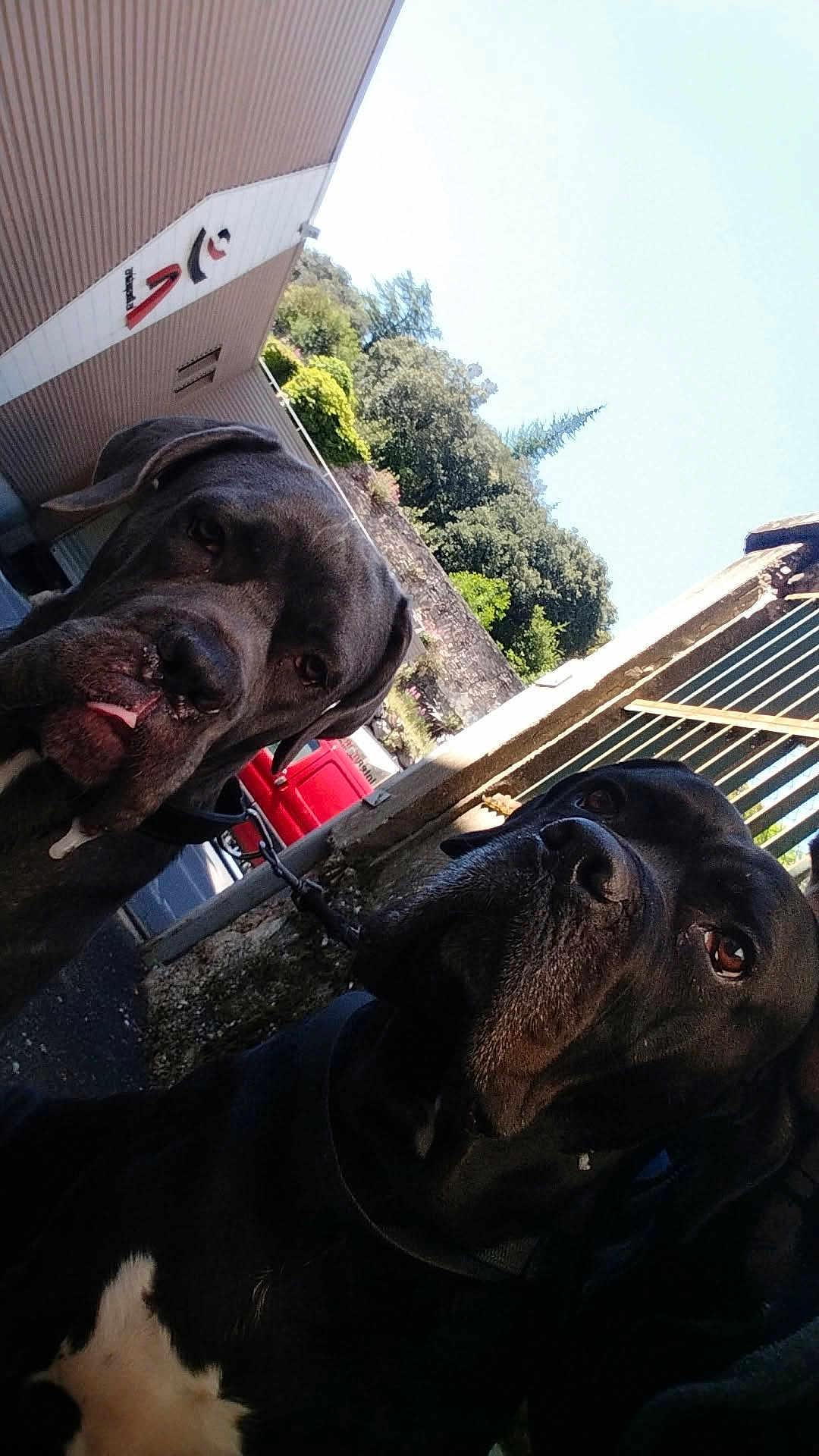 Bella participe au concours pour gagner de l'argent avec cette photo : dog, outdoor, pets, canine, black_dog, brown_dog, gate, building, vehicle, red_car, fence, collar, tongue_out, sunlight, shadows, trees, leash, closeup, portrait, nature