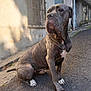 alert, animal, bars, brindle_coat, calm, canine, daylight, dog, muscular, outdoor, pavement, pet, quiet, shadow, sidewalk, sitting, street, urban, wall, window