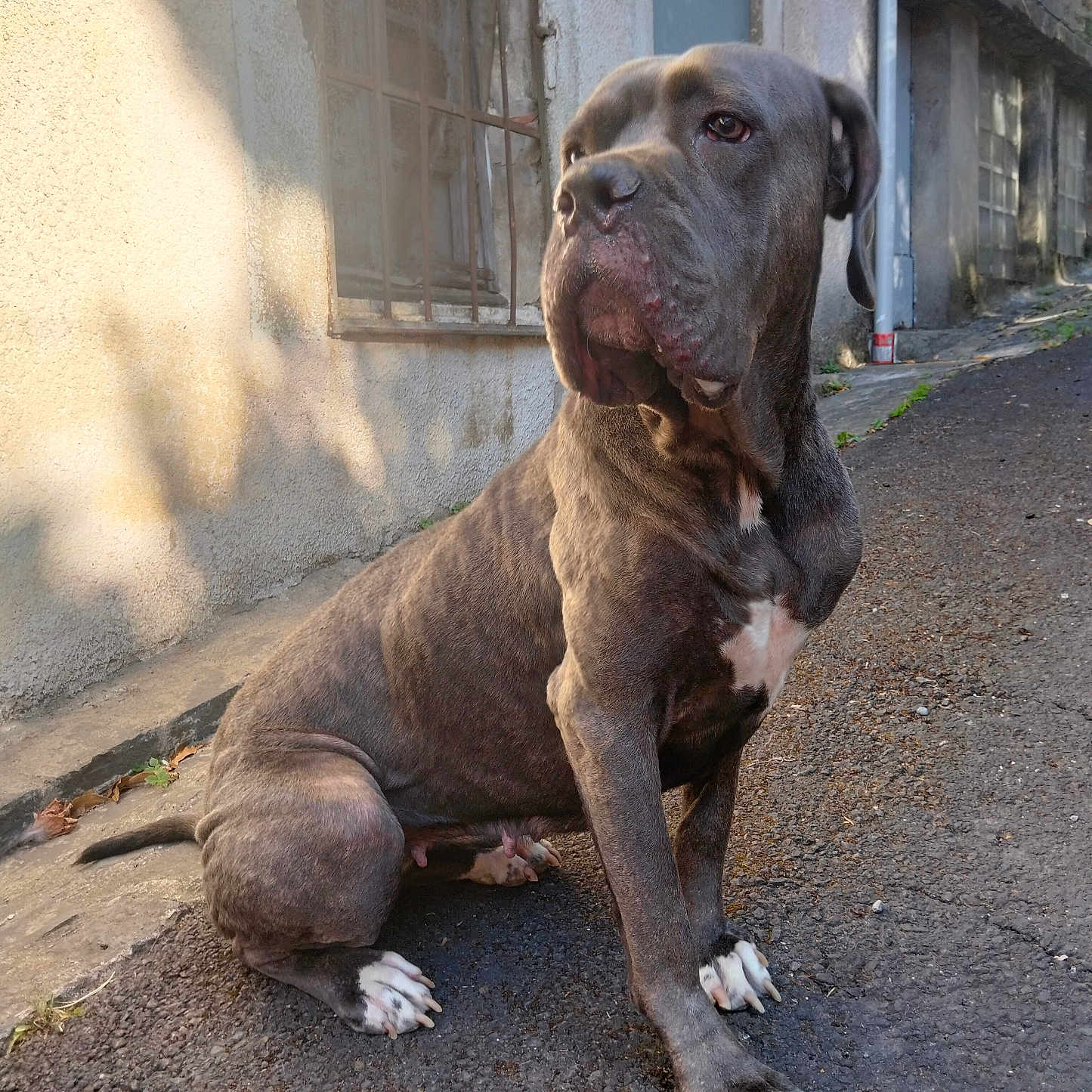 Bella participe au concours pour gagner de l'argent avec cette photo : alert, animal, bars, brindle_coat, calm, canine, daylight, dog, muscular, outdoor, pavement, pet, quiet, shadow, sidewalk, sitting, street, urban, wall, window