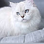 cat, white_cat, blue_eyes, fluffy, pet, animal, feline, portrait, close_up, soft_fur, indoor, cute, whiskers, ears, face, looking_away, calm, domestic_cat, laying_down, blurred_background