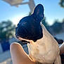 King joined the competition — help win amazing prizes! dog, french_bulldog, black_and_white, pet, outdoor, sunlight, profile, canine, animal, legs, blurred_background, nature, summer, daylight, sitting, portrait, closeup, relaxation, companionship, cute