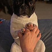 King is registered to the contest to win money with this photo: dog, french_bulldog, pet, paw, hand, indoor, couch, sitting, black_and_white, close_up, cute, animal, domestic_animal, companion, friendly, looking_at_camera, human_interaction, paws_up, relaxed, cozy