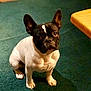 King joined the competition — help win amazing prizes! dog, french_bulldog, pet, indoor, carpet, green_carpet, animal, sitting, looking_up, curious, black_and_white, short_hair, ears_up, companion, cute, small_dog, domestic_animal, mammal, indoor_lighting, floor