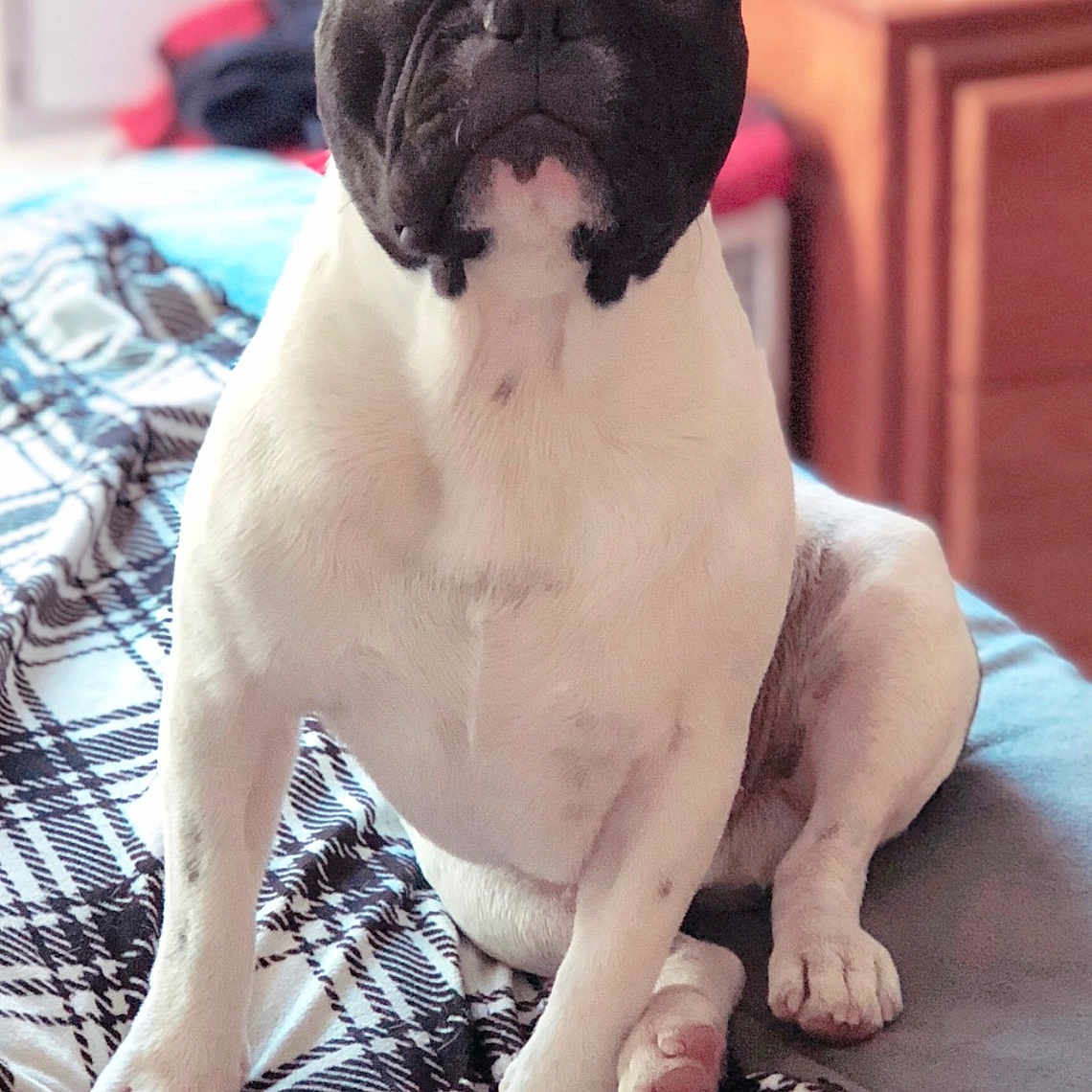 King joined the competition — help win amazing prizes! animal, ball, bedroom, black_and_white, blanket, cozy, cute, dog, ears, face, floor, french_bulldog, fur, furniture, indoor, paw, pet, plaid, sitting, toy