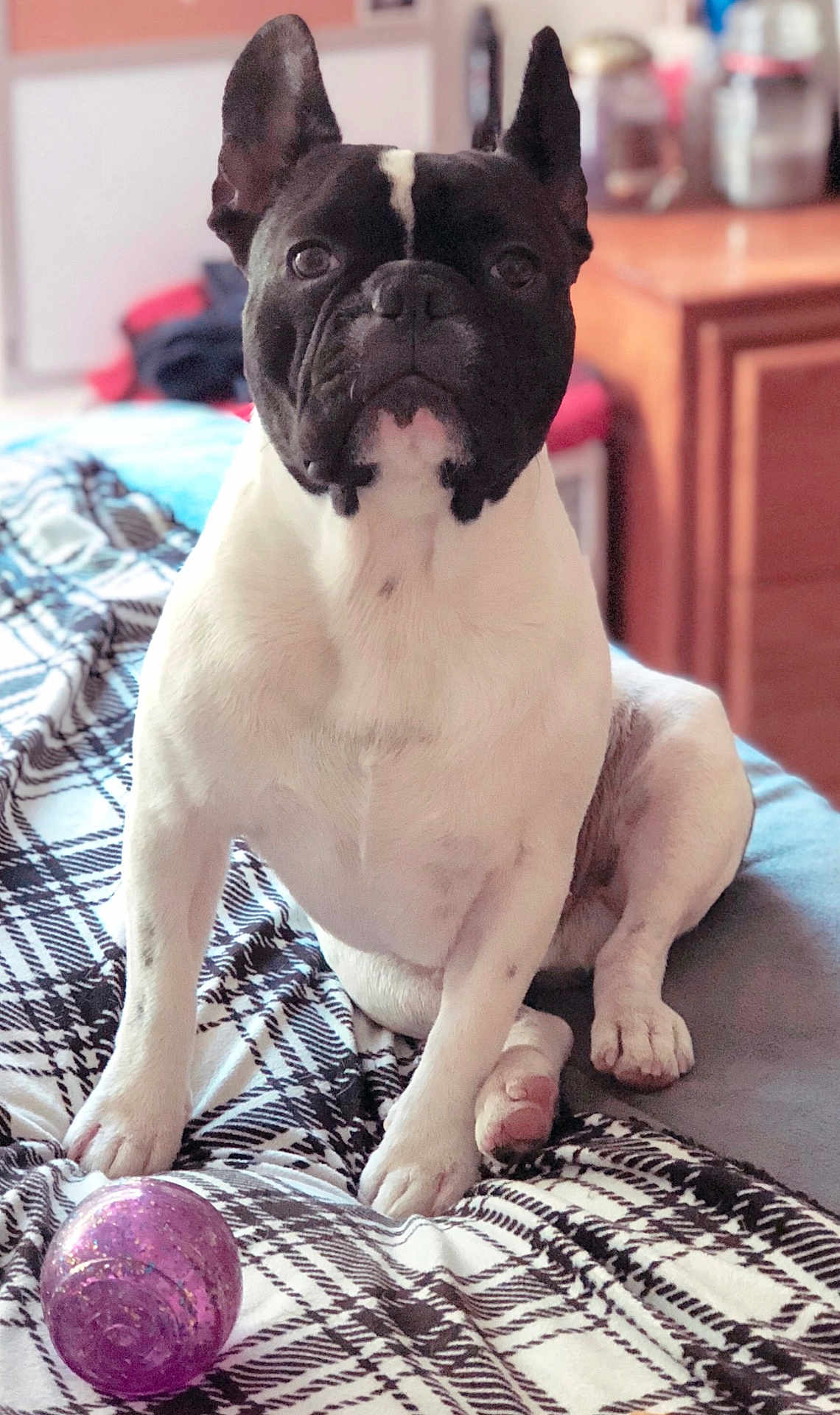 King joined the competition — help win amazing prizes! dog, french_bulldog, pet, animal, indoor, bedroom, blanket, plaid, toy, ball, fur, sitting, cute, black_and_white, ears, face, paw, floor, furniture, cozy