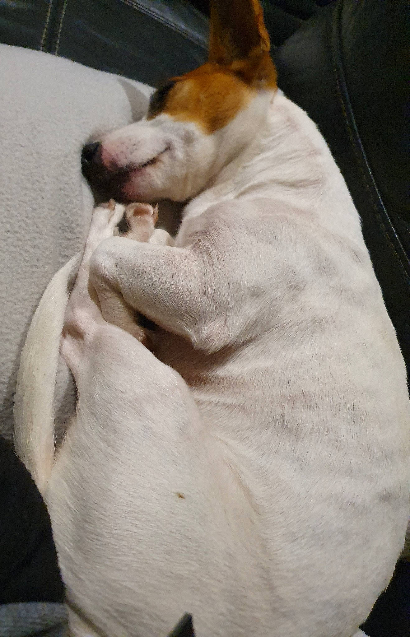 Laya participe au concours pour gagner de l'argent avec cette photo : canidae, carnivore, collar, comfort, companion_dog, dog, dog_bed, dog_breed, fawn, fur, nap, non_sporting_group, paw, sleep, sporting_group, tail, terrestrial_animal, whiskers, wood, working_animal