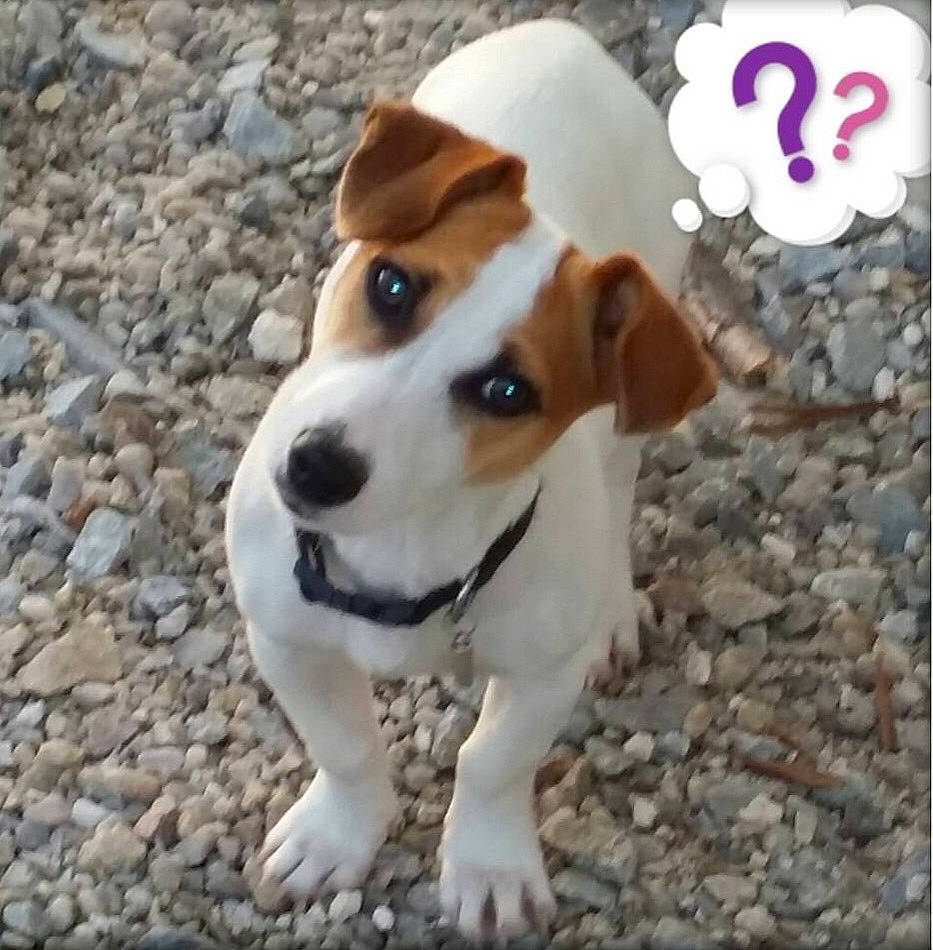 Laya participe au concours pour gagner de l'argent avec cette photo : ancient_dog_breeds, carnivore, collar, companion_dog, dog, dog_breed, dog_collar, dog_supply, fawn, fur, irishjacks, leash, non_sporting_group, rectangle, snout, street_dog, terrestrial_animal, terrier, whiskers, working_animal