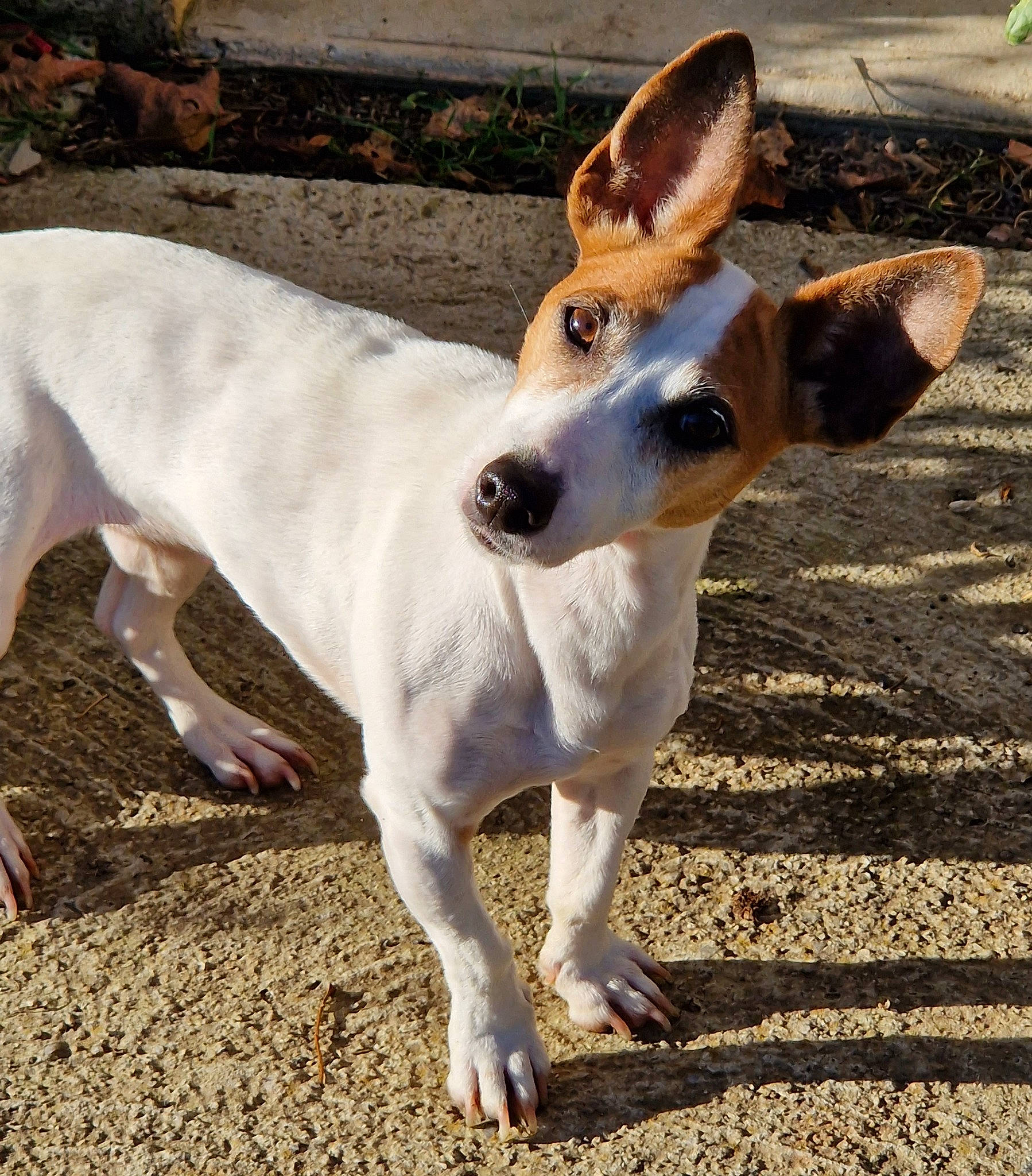 Laya a rejoint le concours — aidez-le/la à gagner de superbes lots ! ancient_dog_breeds, canidae, carnivore, collar, companion_dog, dog, dog_breed, fawn, hunting_dog, non_sporting_group, snout, sporting_group, tail, terrestrial_animal, whiskers, wildlife, working_animal