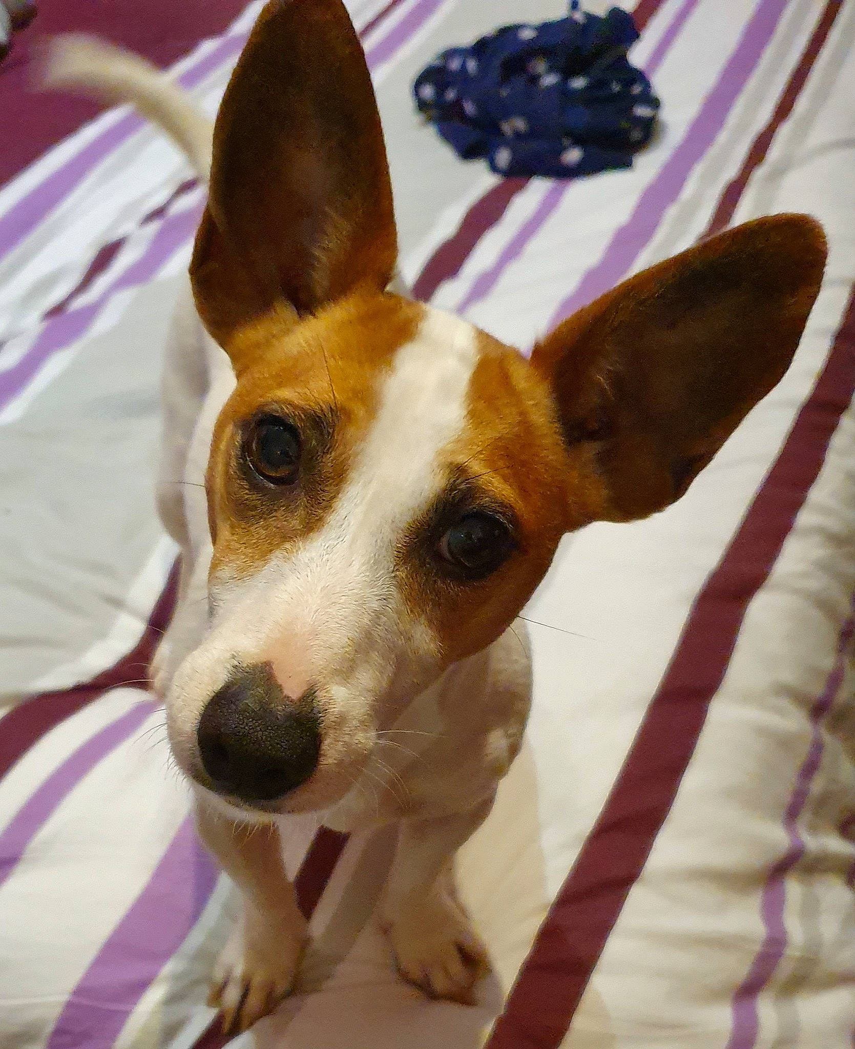 Laya participe au concours pour gagner de l'argent avec cette photo : ancient_dog_breeds, canidae, carnivore, collar, companion_dog, dog, dog_breed, dog_collar, dog_supply, ear, fawn, fur, hound, irishjacks, non_sporting_group, sporting_group, terrier, toy_dog, whiskers, working_animal