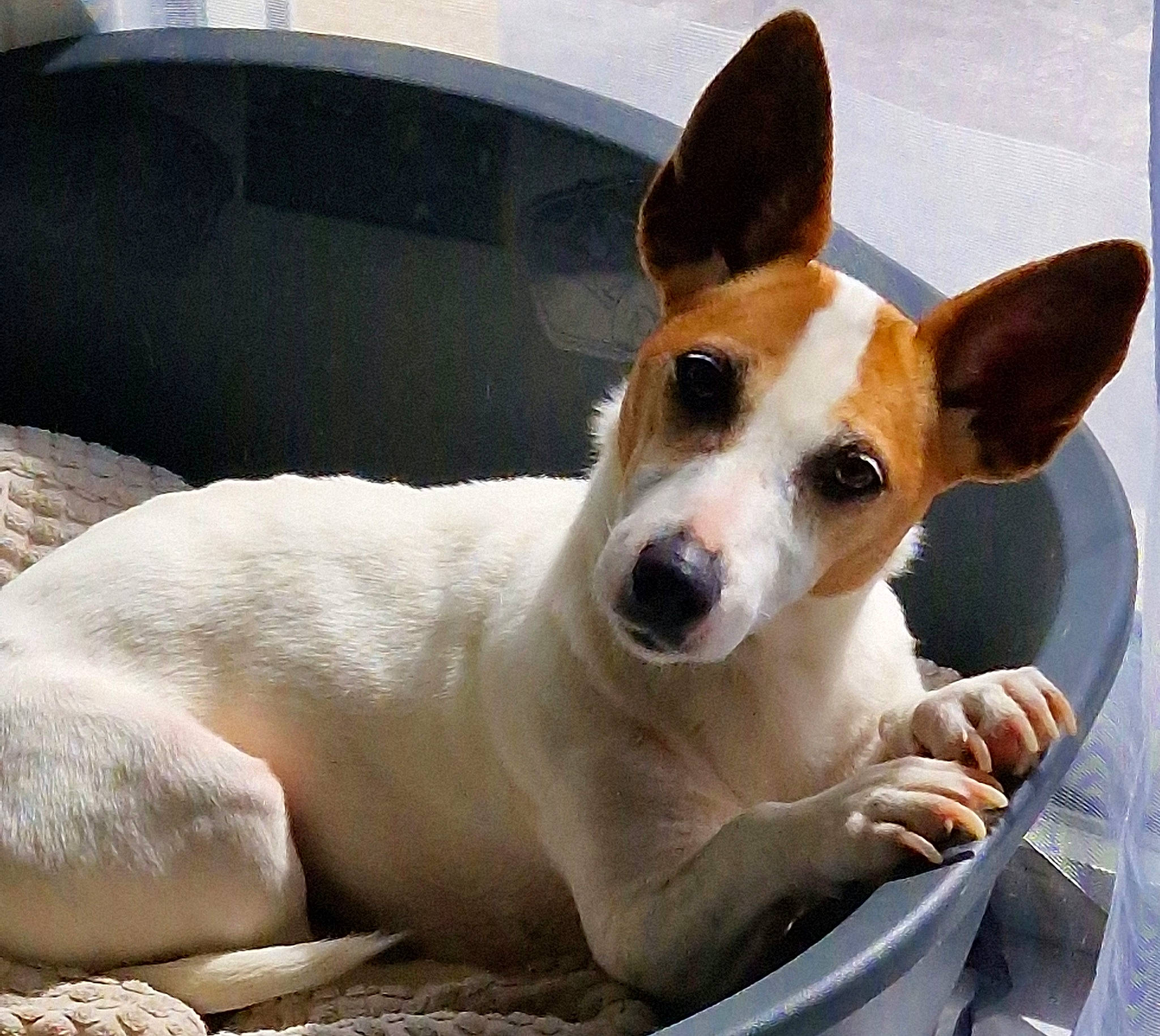 Laya a rejoint le concours — aidez-le/la à gagner de superbes lots ! ancient_dog_breeds, carnivore, collar, comfort, companion_dog, dog, dog_bed, dog_breed, dog_collar, dog_supply, door, fur, irishjacks, paw, puppy, sporting_group, terrestrial_animal, whiskers, windshield, working_animal