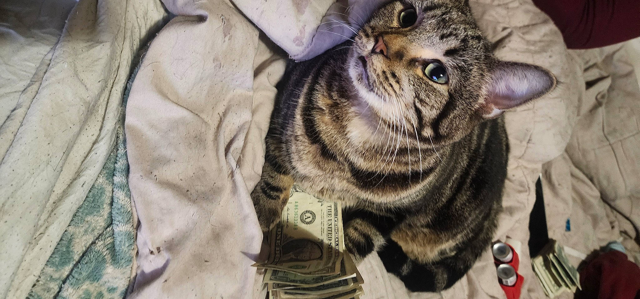 Kylo is registered to the contest to win money with this photo: carnivore, cat, claw, domestic_short_haired_cat, felidae, fur, military_camouflage, pattern, paw, small_to_medium_sized_cats, snout, terrestrial_animal, whiskers, wildlife, window