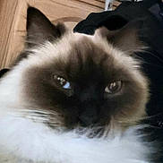 Dory joined the competition — help win amazing prizes! animal, black, brown, cat, close_up, cute, domestic, eyes, face, feline, fluffy, fur, indoor, looking, pet, portrait, relaxed, soft, whiskers, white