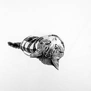 Gizmo is registered to the contest to win money with this photo: cat, feline, pet, sweater, plaid_sweater, black_and_white, portrait, top_down, looking_up, whiskers, ears, eyes, fur, minimal_background, cozy, pattern, tail, adorable, studio, cute