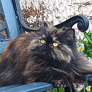 Nahia a rejoint le concours — aidez-le/la à gagner de superbes lots ! cat, tortoiseshell, fluffy, bench, outdoor, flowers, greenery, garden, pet, animal, feline, resting, curious, yellow_eyes, fur, nature, relaxed, daylight, closeup, seat