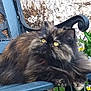 cat, tortoiseshell, fluffy, bench, outdoor, flowers, greenery, garden, pet, animal, feline, resting, curious, yellow_eyes, fur, nature, relaxed, daylight, closeup, seat