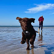 Avane a rejoint le concours — aidez-le/la à gagner de superbes lots ! animal, beach, canine, casual, clouds, dog, harness, ocean, outdoor, person, pet, playful, puppy, reflection, running, sand, sky, sunny, walking, water