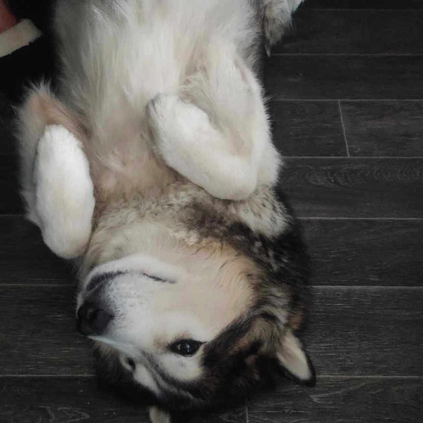 Knuckles participe au concours pour gagner de l'argent avec cette photo : dog, pet, lying_down, belly_up, floor, wooden_floor, fur, hand, petting, relaxed, content, animal, indoor, domestic_animal, canine, fur_pattern, paw, nail, companion, friendly