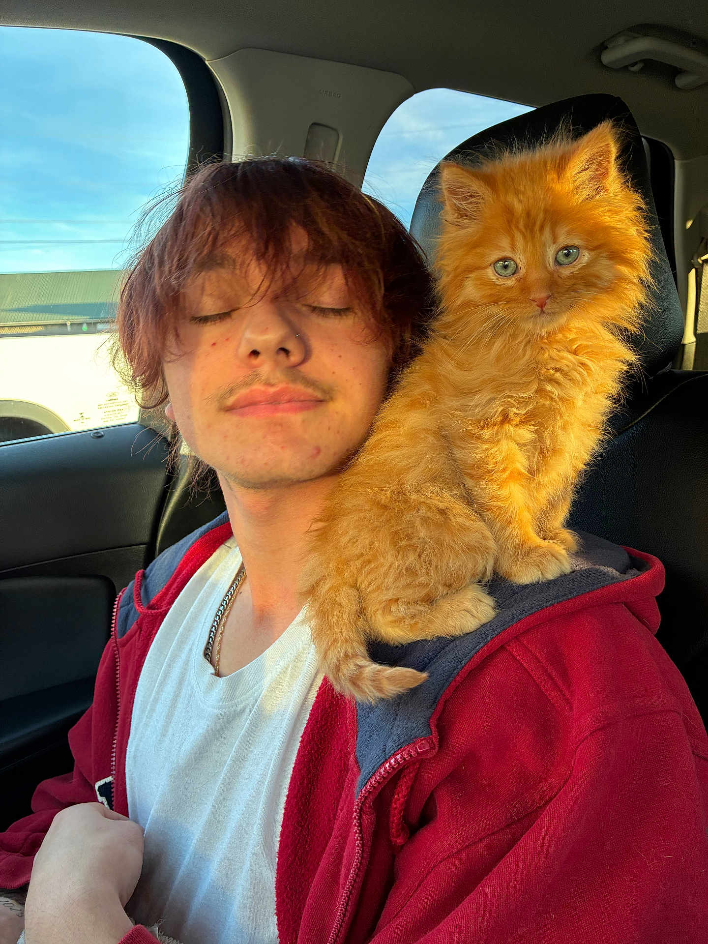 Sam joined the competition — help win amazing prizes! person, cat, kitten, orange_cat, fluffy, shoulder, car_interior, red_hoodie, white_tshirt, closed_eyes, sunlight, seat, window, calm, cute, pet, feline, portrait, young_adult, casual_clothing