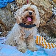 Vlita participe au concours pour gagner de l'argent avec cette photo : dog, fluffy, tongue_out, sitting, rocky_background, towel, outdoor, leash, harness, beach_towel, natural_light, happy, pet, canine, fur, animal, summer, adventure, shade, relaxed