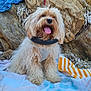 dog, fluffy, tongue_out, sitting, rocky_background, towel, outdoor, leash, harness, beach_towel, natural_light, happy, pet, canine, fur, animal, summer, adventure, shade, relaxed