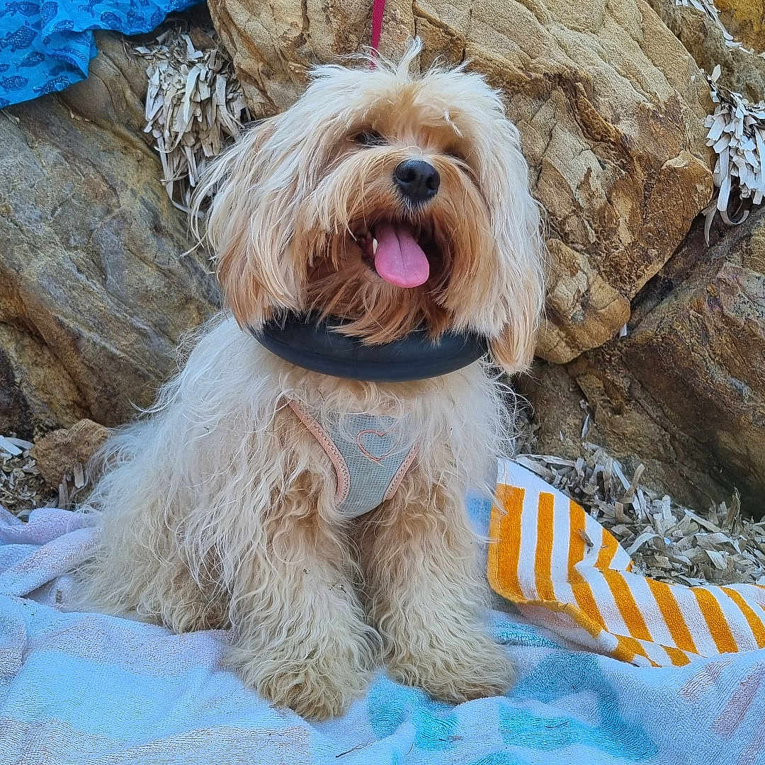 Vlita participe au concours pour gagner de l'argent avec cette photo : adventure, animal, beach_towel, canine, dog, fluffy, fur, happy, harness, leash, natural_light, outdoor, pet, relaxed, rocky_background, shade, sitting, summer, tongue_out, towel