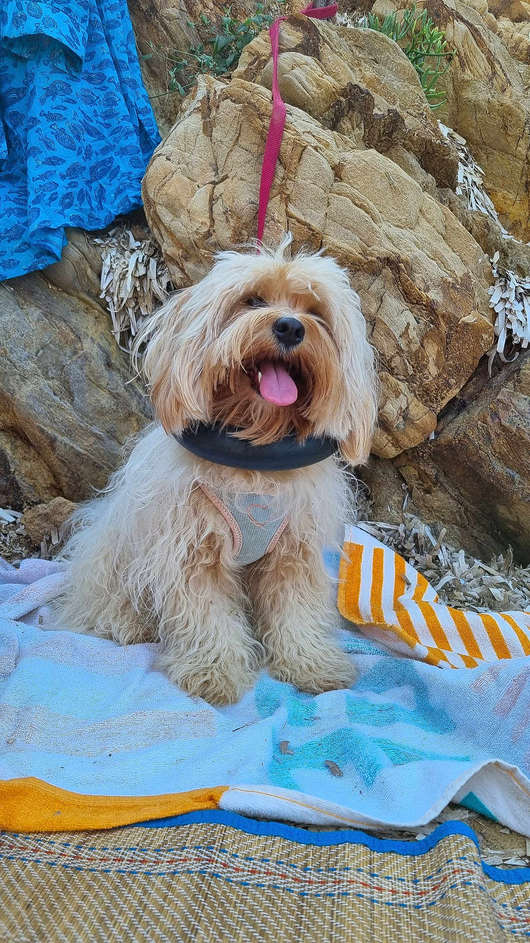 Vlita participe au concours pour gagner de l'argent avec cette photo : dog, fluffy, tongue_out, sitting, rocky_background, towel, outdoor, leash, harness, beach_towel, natural_light, happy, pet, canine, fur, animal, summer, adventure, shade, relaxed