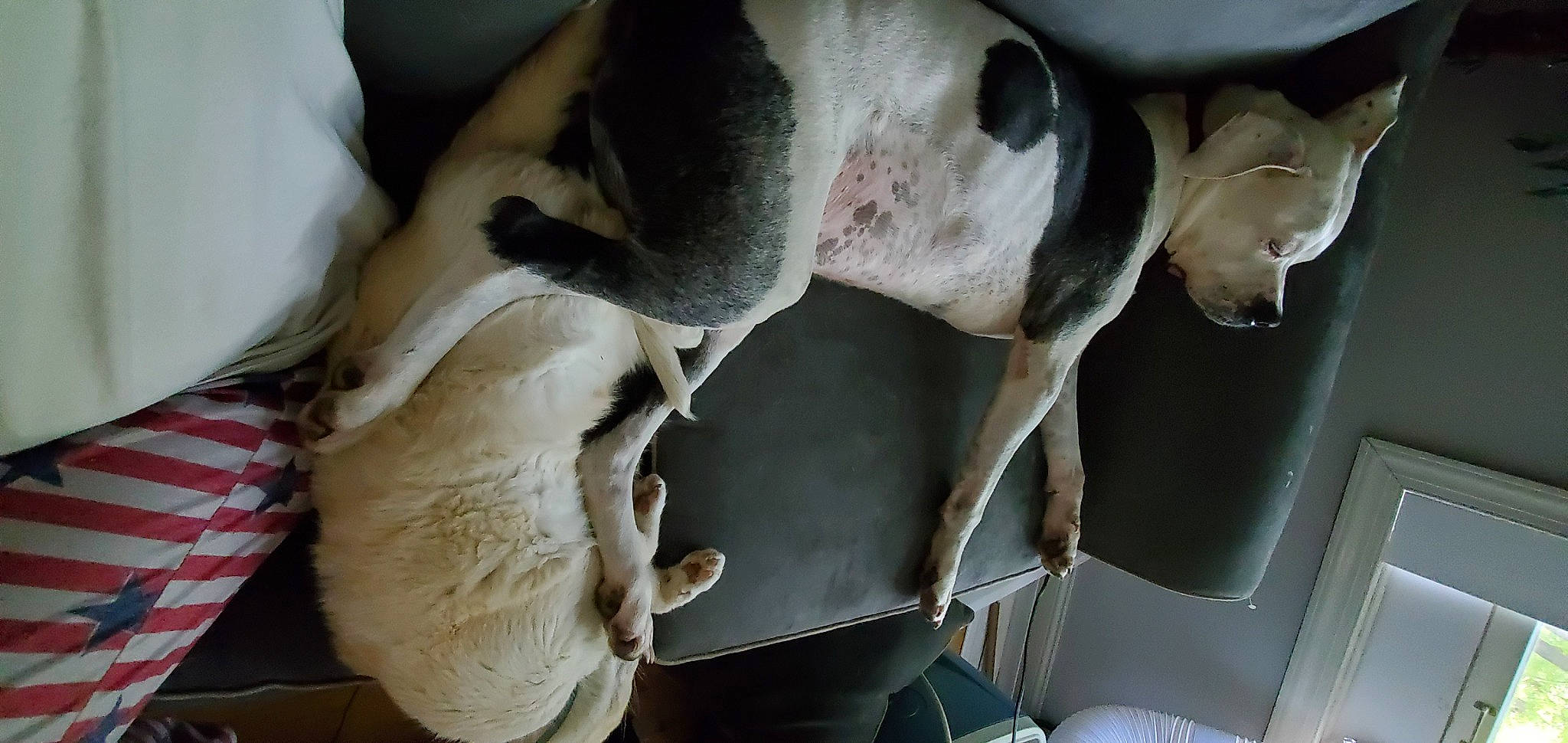 Winston Churchill is registered to the contest to win money with this photo: canidae, carnivore, comfort, companion_dog, dog, dog_breed, fawn, guard_dog, head, non_sporting_group, snout, sporting_group, terrestrial_animal, vehicle, vehicle_door, whiskers, working_animal