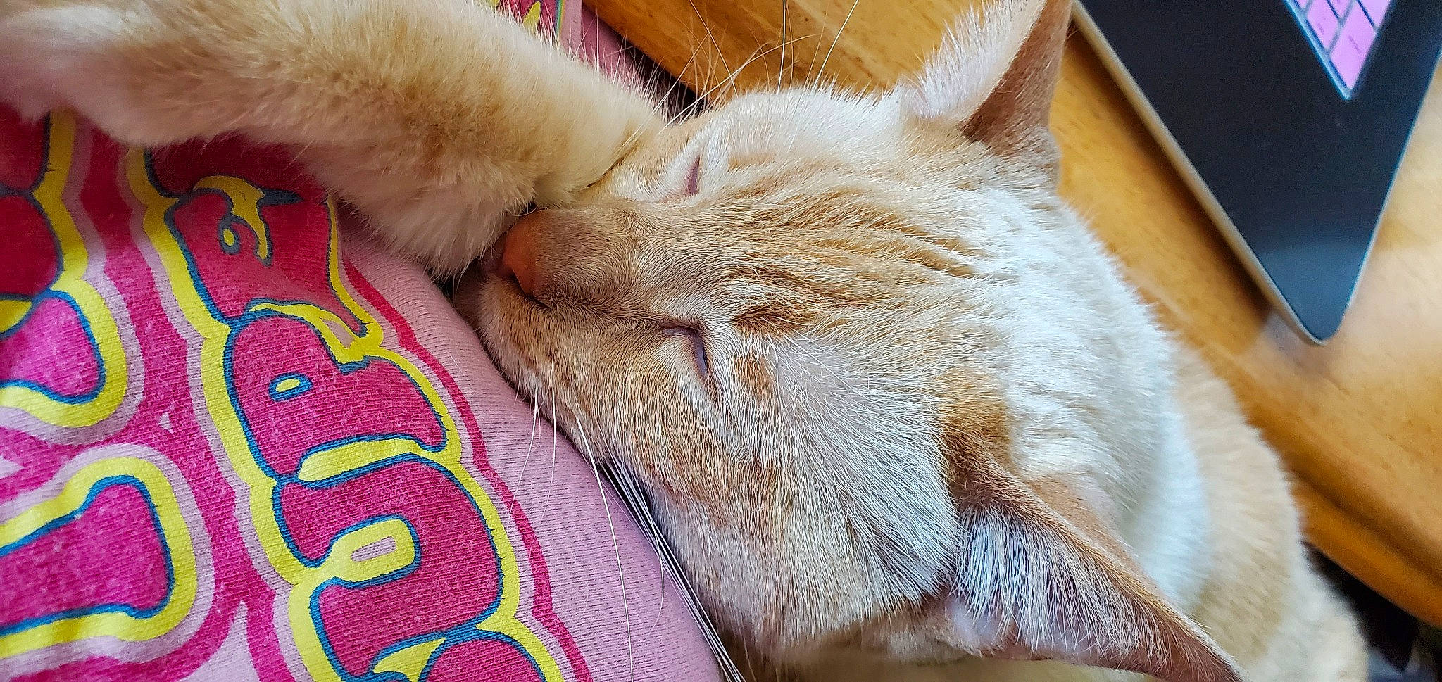 Winston Churchill is registered to the contest to win money with this photo: carnivore, cat, claw, close_up, comfort, domestic_short_haired_cat, fawn, felidae, foot, fur, human_leg, linens, nap, paw, sleep, small_to_medium_sized_cats, snout, tail, whiskers, wool