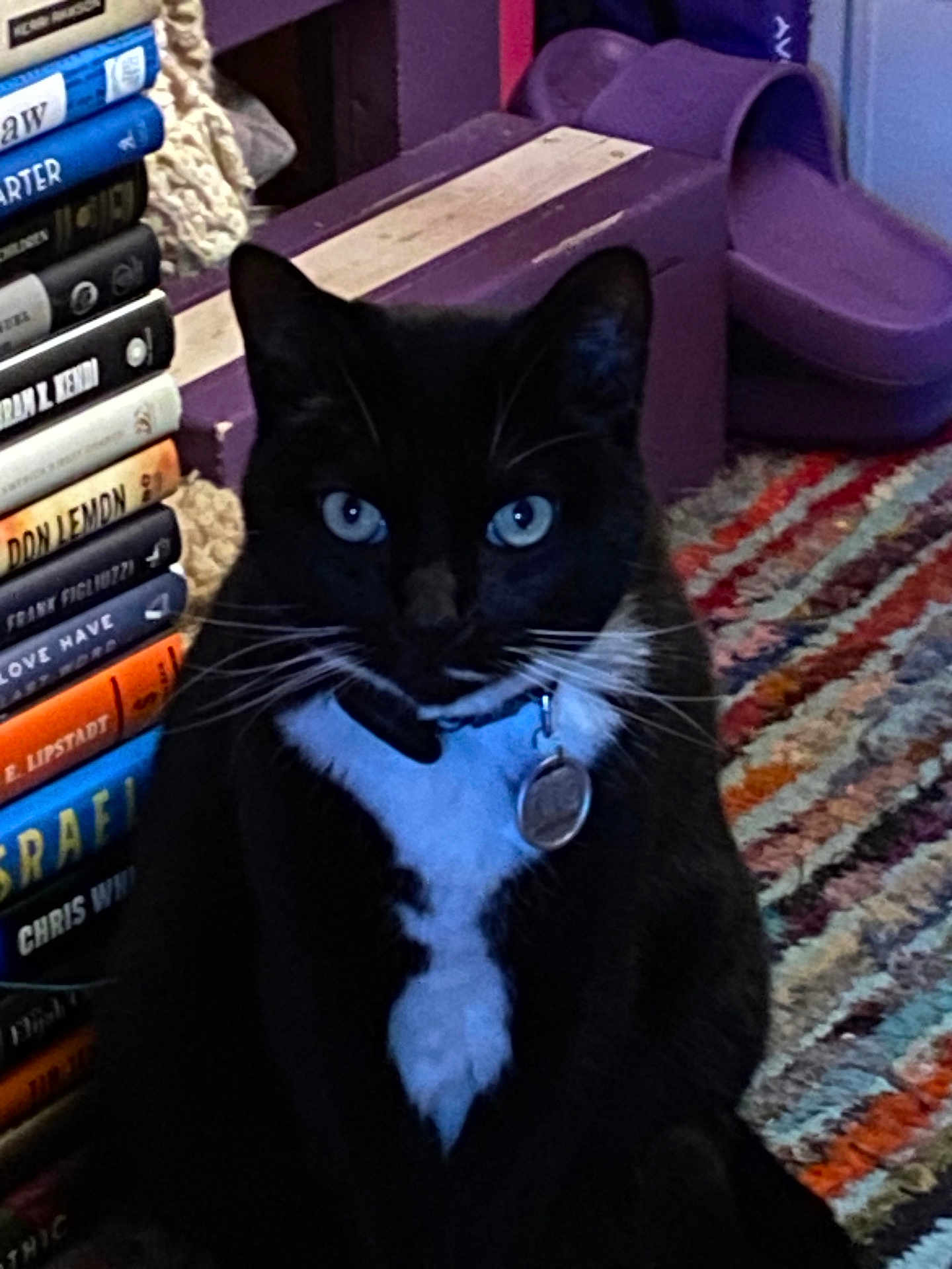 Junebarry is registered to the contest to win money with this photo: black_and_white_fur, blue_eyes, books, bookshelf, cat, closeup, collar, colorful_rug, id_tag, indoor, pet, portrait, purple_slipper, rug, sitting, slipper, stare, tuxedo_cat, whiskers, wooden_stool
