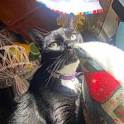 Junebarry is registered to the contest to win money with this photo: bell, black_fur, cat, close_up, collar, curious, fabric, green_eyes, home_decor, indoor, lamp, macrame, pet, pillow, portrait, shadow, sunlight, tuxedo_cat, whiskers, white_chest