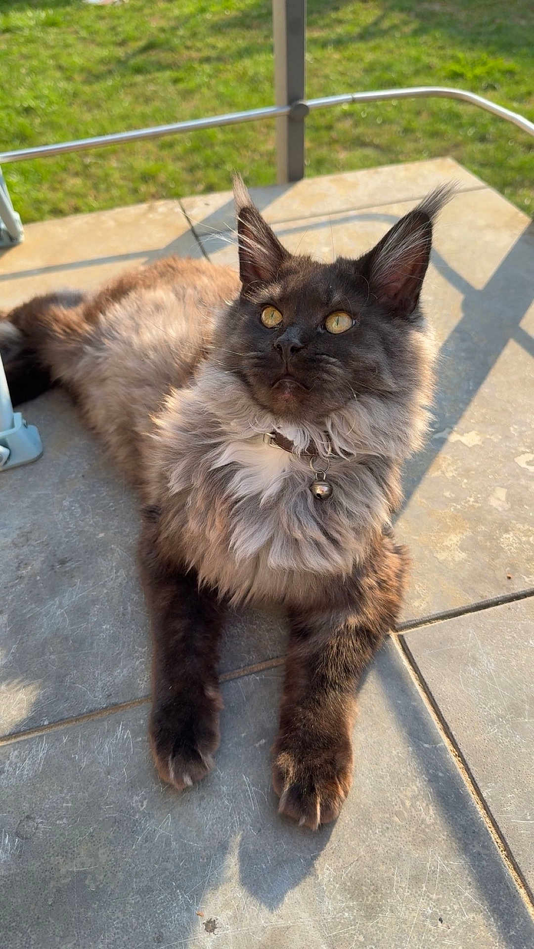 Zoumy participe au concours pour gagner de l'argent avec cette photo : cat, fluffy, collar, bell, golden_eyes, outdoor, sunlight, shadow, tile_floor, relaxed, pet, feline, whiskers, ears, curious, closeup, animal, nature, grass, resting