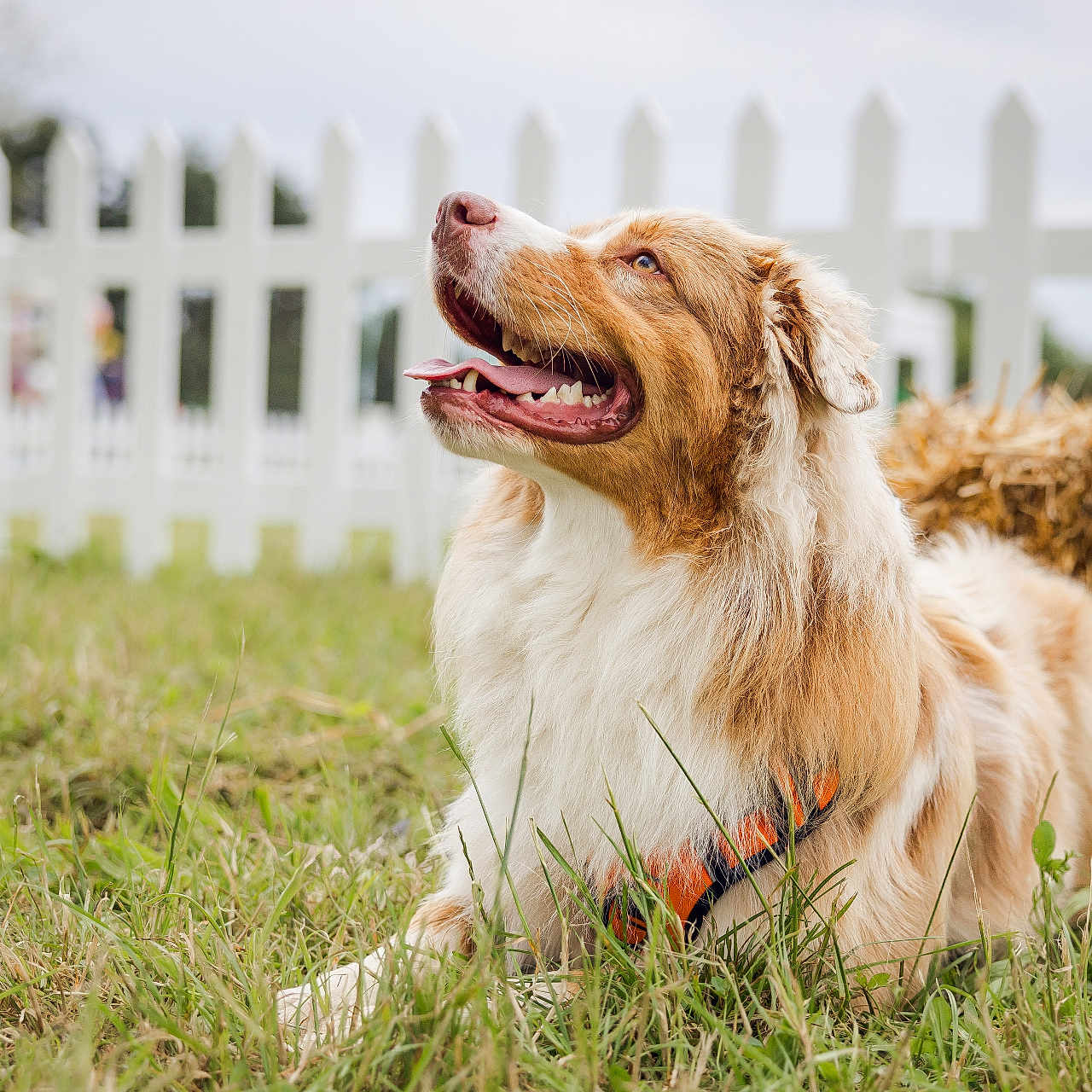 Urkan participe au concours pour gagner de l'argent avec cette photo : animal, backyard, canine, countryside, dog, fence, field, goldenretriever, grass, grassland, lawn, nature, outdoors, pet, picket, picketfence, plant, puppy, straw, yard