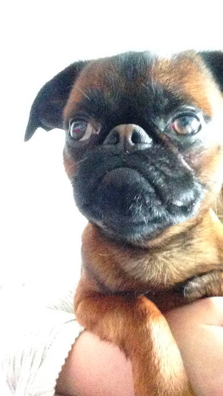 Carl a rejoint le concours — aidez-le/la à gagner de superbes lots ! canidae, carnivore, companion_dog, dog, dog_breed, fawn, foot, fur, liver, non_sporting_group, pug, puppy, snout, sporting_group, terrestrial_animal, toy_dog, whiskers, working_animal, working_dog, wrinkle