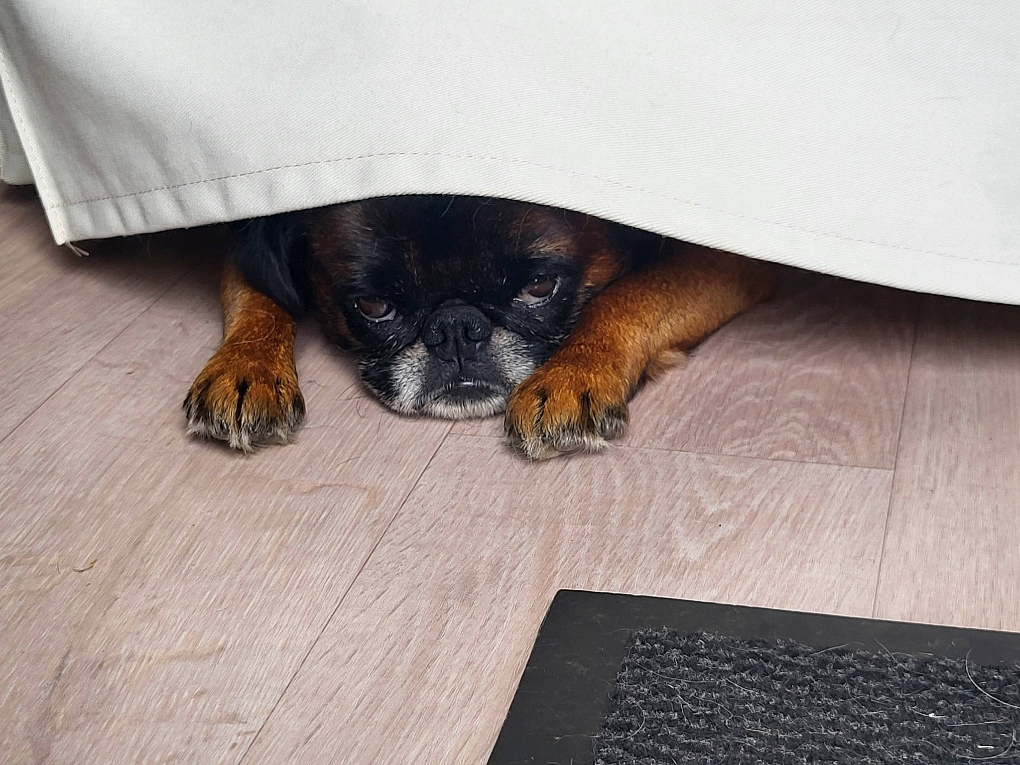 Carl a rejoint le concours — aidez-le/la à gagner de superbes lots ! barefoot, canidae, carnivore, comfort, companion_dog, dog, dog_breed, floor, flooring, foot, fur, grey, guard_dog, hardwood, liver, paw, terrestrial_animal, whiskers, wood, working_animal