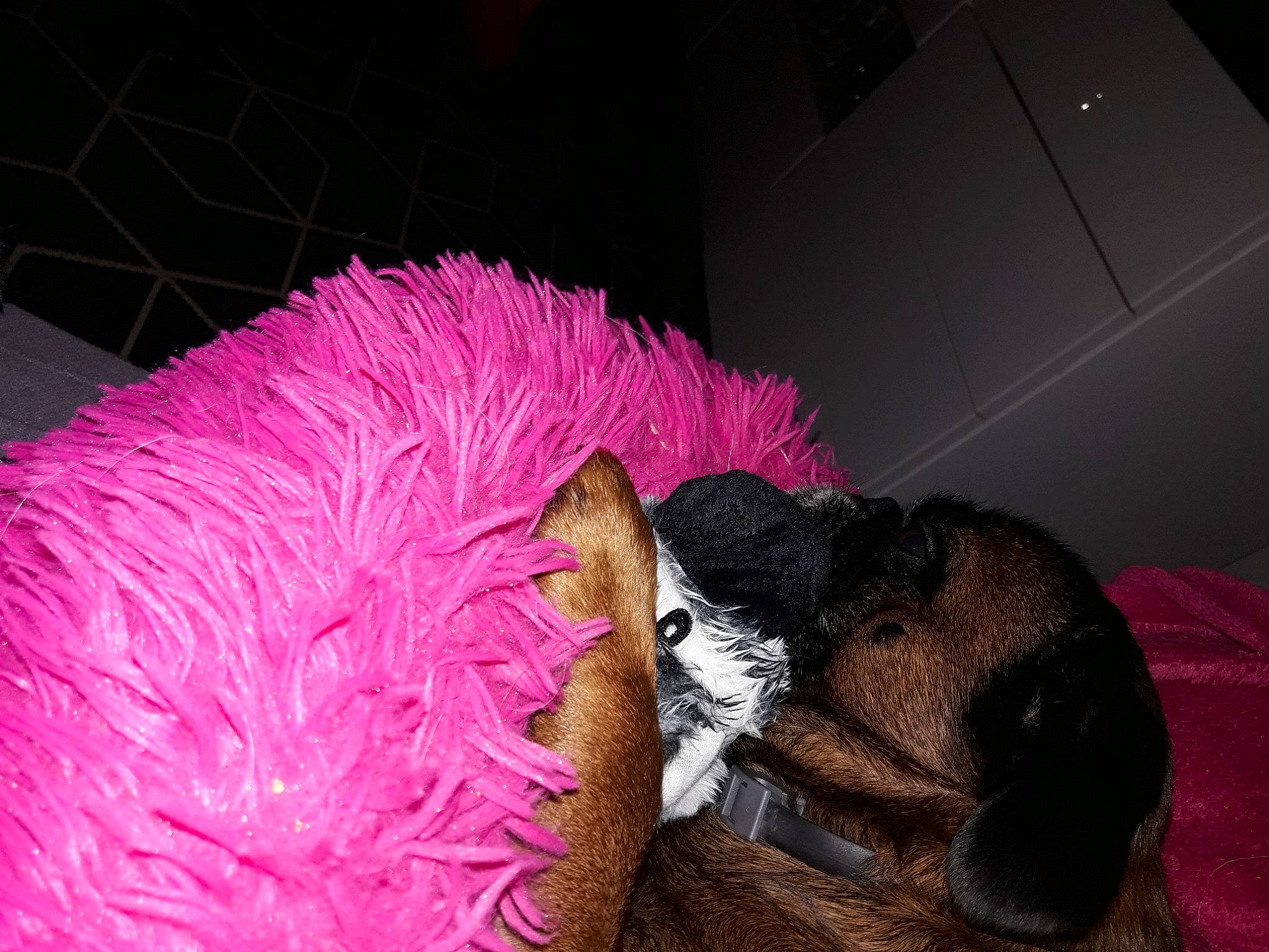 Carl participe au concours pour gagner de l'argent avec cette photo : companion_dog, costume_hat, dog_breed, feather, flightless_bird, fur, livestock, magenta, natural_material, pet_supply, purple, rabbit, ratite, tail, terrestrial_animal, toy, whiskers, wool