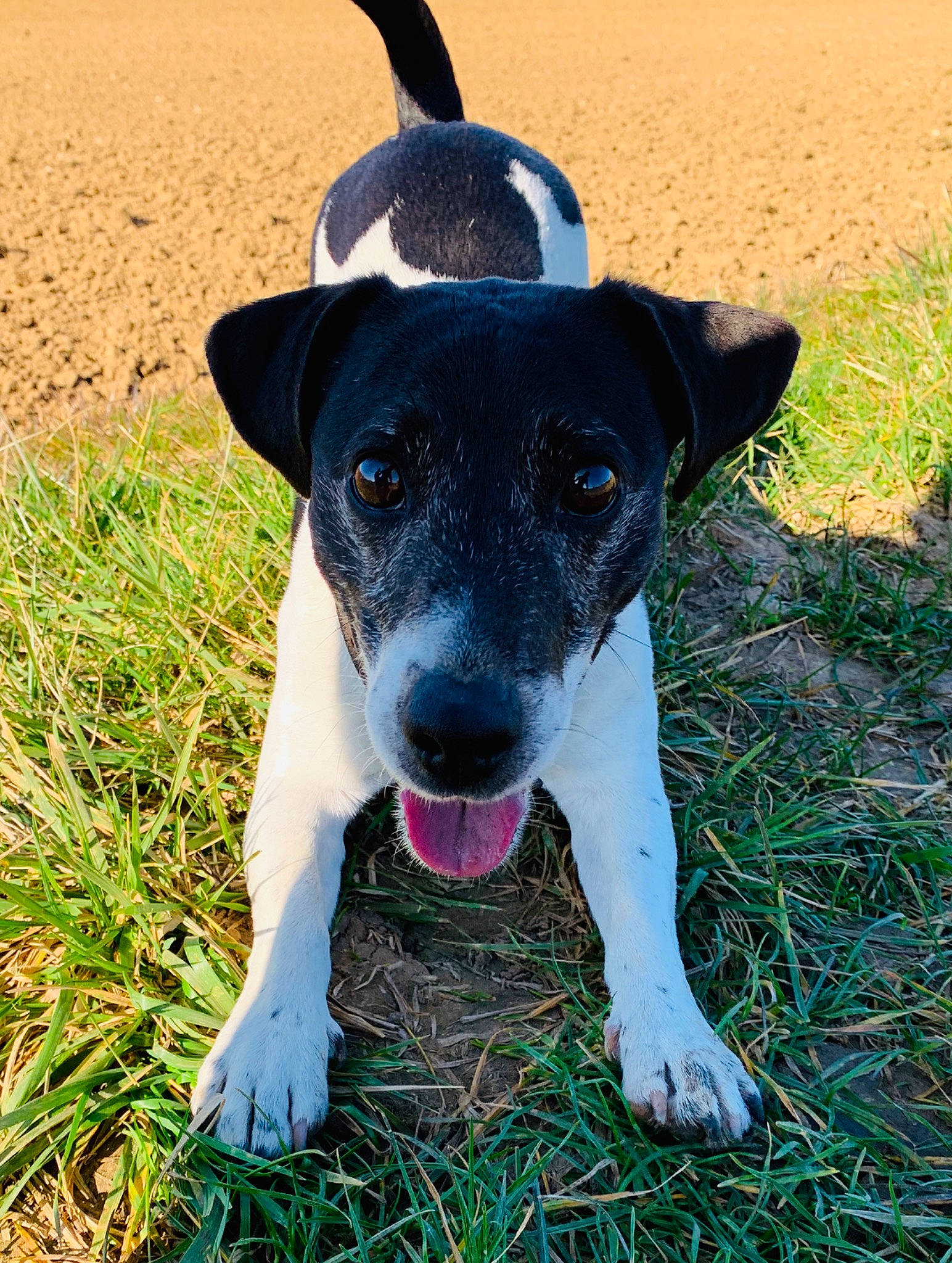 Honey participe au concours pour gagner de l'argent avec cette photo : brazilian_terrier, canidae, carnivore, danish_swedish_farmdog, dog, dog_breed, feist, fox_terrier, grass, mammal, miniature_fox_terrier, potcake_dog, rare_breed_dog, rat_terrier, ratonero_bodeguero_andaluz, smooth_fox_terrier, snout, sporting_group, teddy_roosevelt_terrier, vertebrate