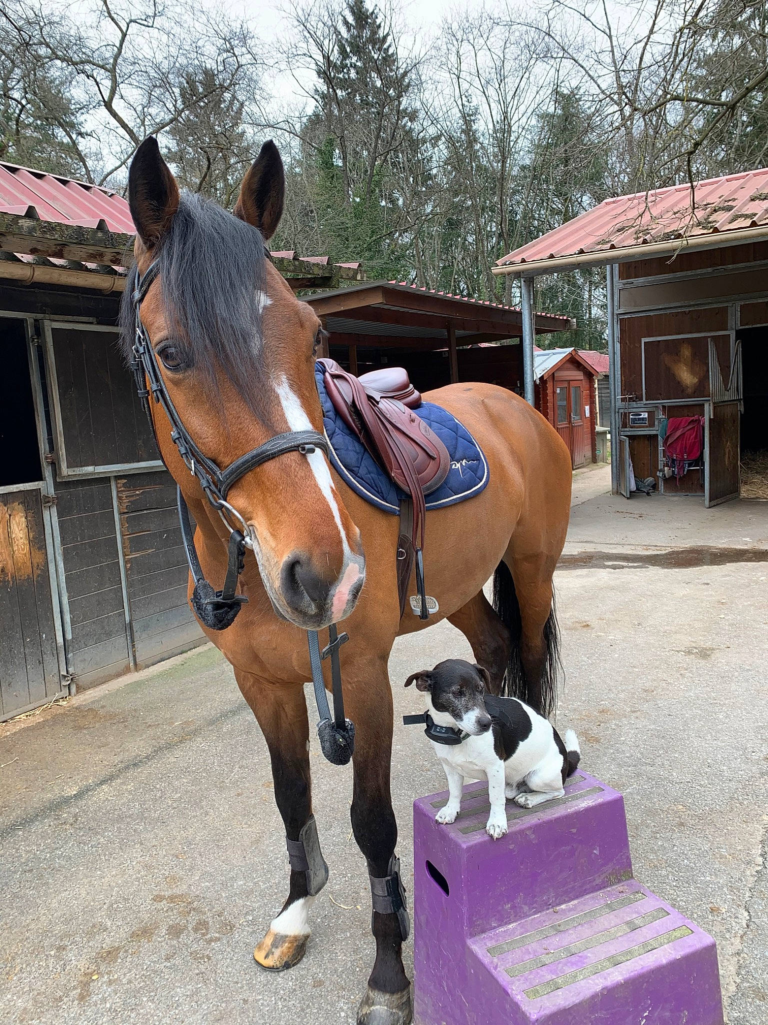 Honey a rejoint le concours — aidez-le/la à gagner de superbes lots ! bridle, halter, horse, horse_harness, horse_supplies, horse_tack, landscape, livestock, mane, mare, mustang_horse, organism, pack_animal, recreation, rein, saddle, snout, sorrel, stallion, tree