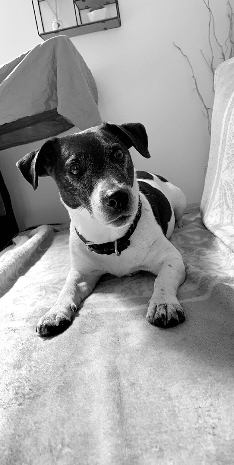 Honey a rejoint le concours — aidez-le/la à gagner de superbes lots ! black_and_white, brazilian_terrier, canidae, carnivore, danish_swedish_farmdog, dog, dog_breed, feist, jack_russell_terrier, mammal, potcake_dog, puppy, rat_terrier, ratonero_bodeguero_andaluz, russell_terrier, snout, style, vertebrate, white