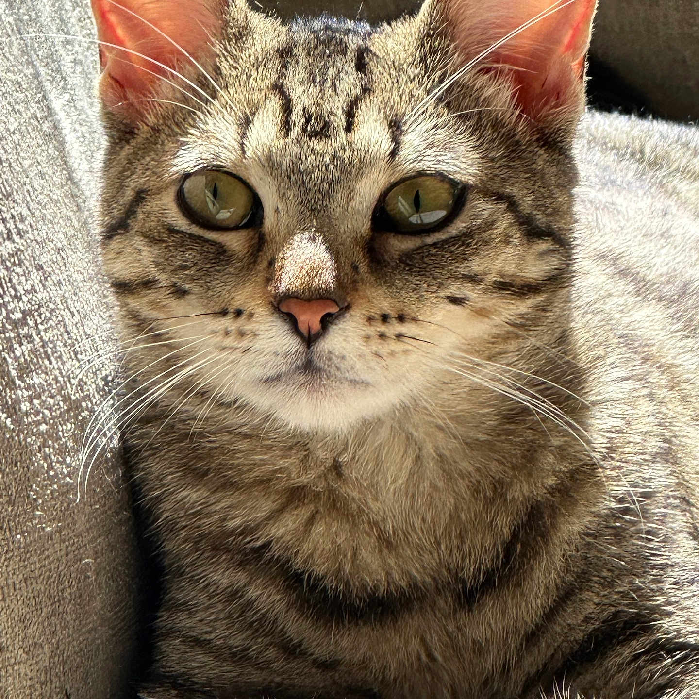 Sona Nasir joined the competition — help win amazing prizes! abyssinian, angora, animal, cat, chair, couch, egyptiancat, furniture, kitten, manx, pet, siamese