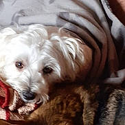 Sissi a rejoint le concours — aidez-le/la à gagner de superbes lots ! animal, blanket, brown_fur, comfort, companion, couch, cozy, cute, dog, domestic, fur, indoor, laying_down, pet, relaxed, resting, snuggling, soft_texture, warm, white_dog