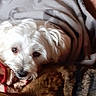 dog, blanket, cozy, indoor, pet, fur, white_dog, brown_fur, snuggling, comfort, resting, couch, soft_texture, relaxed, animal, companion, warm, laying_down, cute, domestic