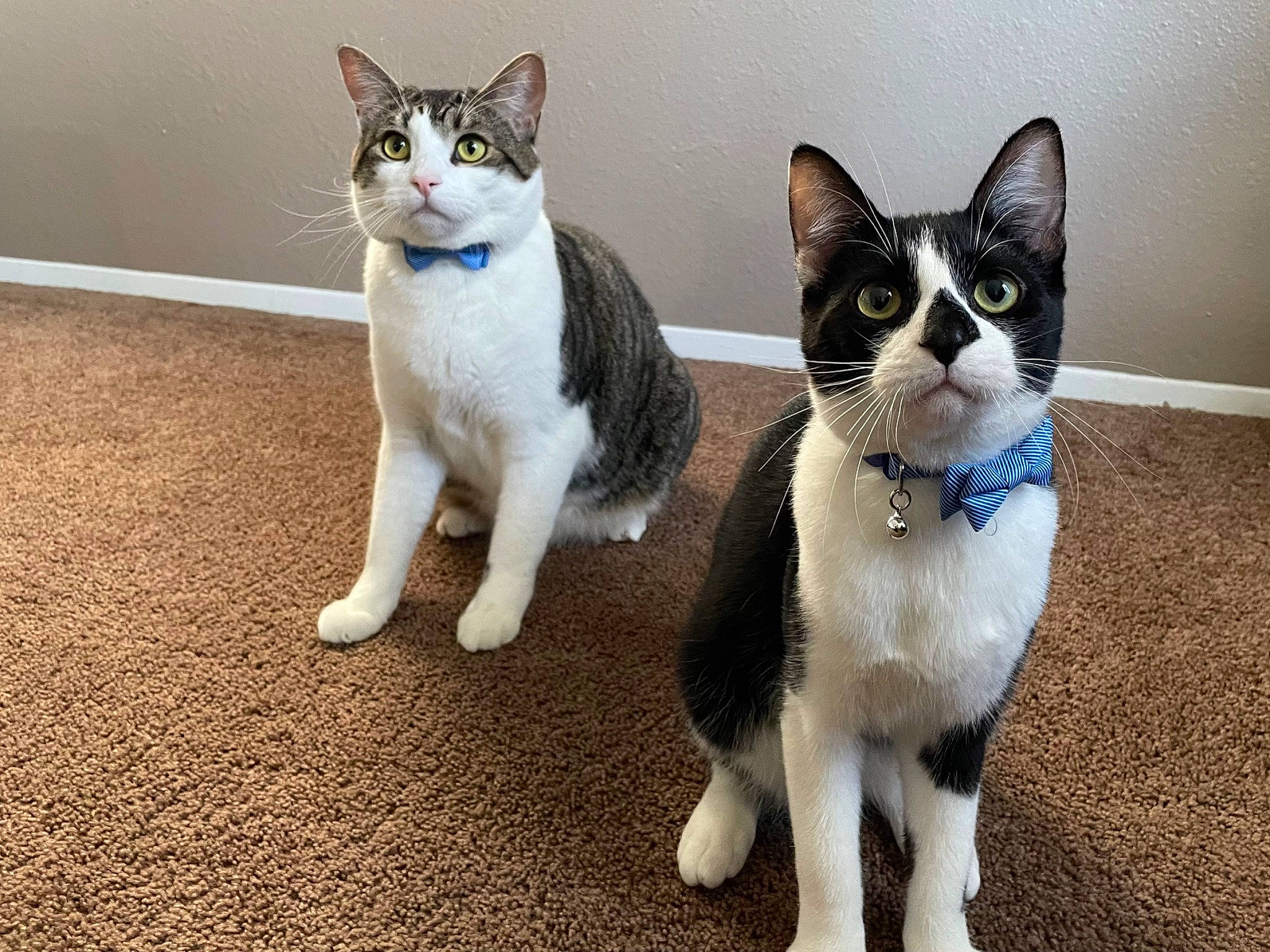 Morningstar is registered to the contest to win money with this photo: carnivore, cat, collar, domestic_short_haired_cat, electric_blue, felidae, formal_wear, fur, grey, paw, small_to_medium_sized_cats, snout, tail, whiskers