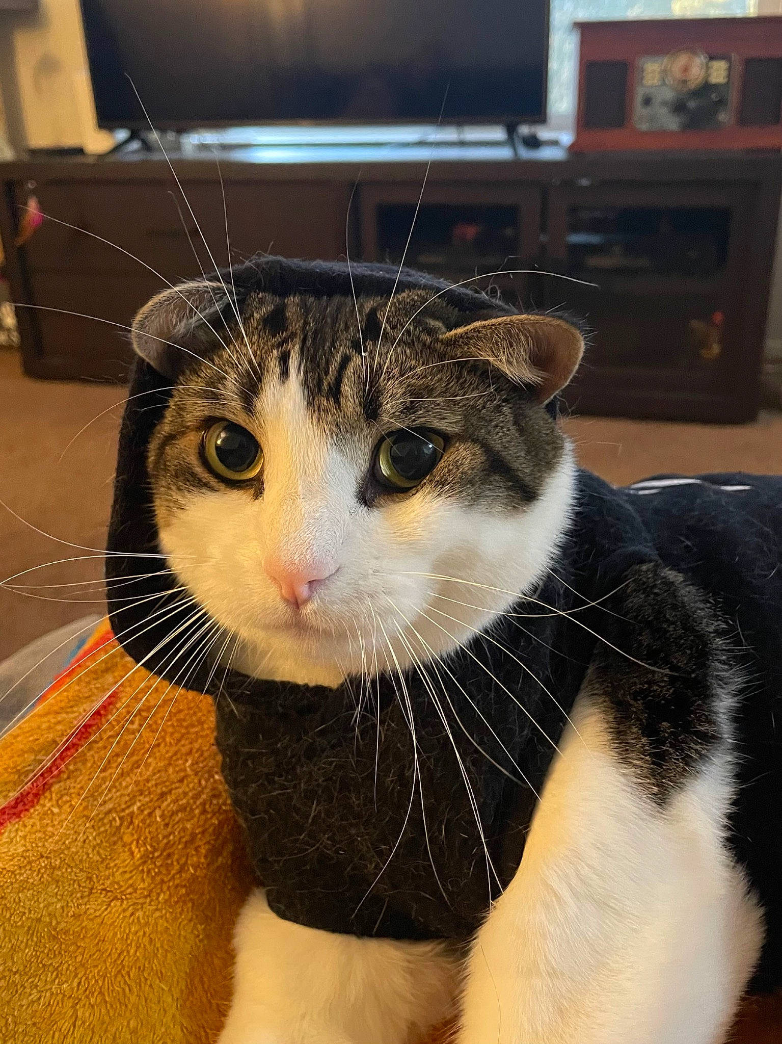 Morningstar is registered to the contest to win money with this photo: carnivore, cat, claw, comfort, domestic_short_haired_cat, eye, fawn, felidae, fur, leg, paw, picture_frame, small_to_medium_sized_cats, snout, tail, television, whiskers, window