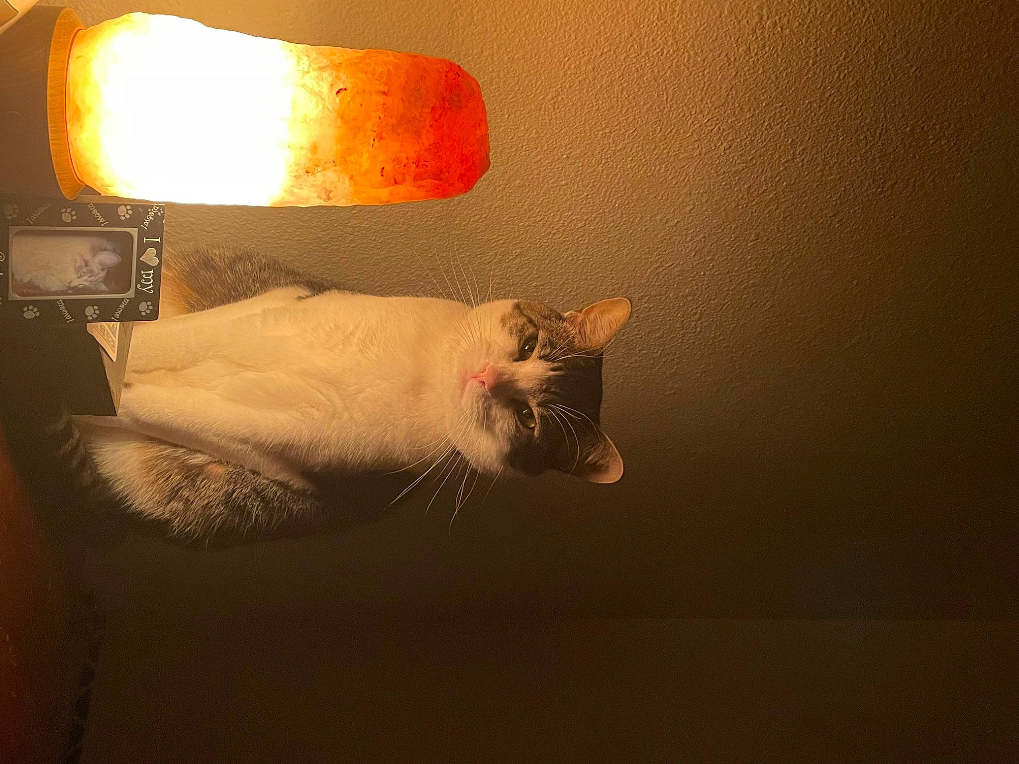 Morningstar is registered to the contest to win money with this photo: art, automotive_lighting, carnivore, cat, darkness, facial_hair, felidae, fur, headlamp, heat, lamp, lampshade, light_fixture, lighting_accessory, small_to_medium_sized_cats, still_life_photography, tail, tints_and_shades, whiskers, wood